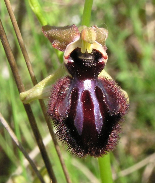 ophrys incubacea