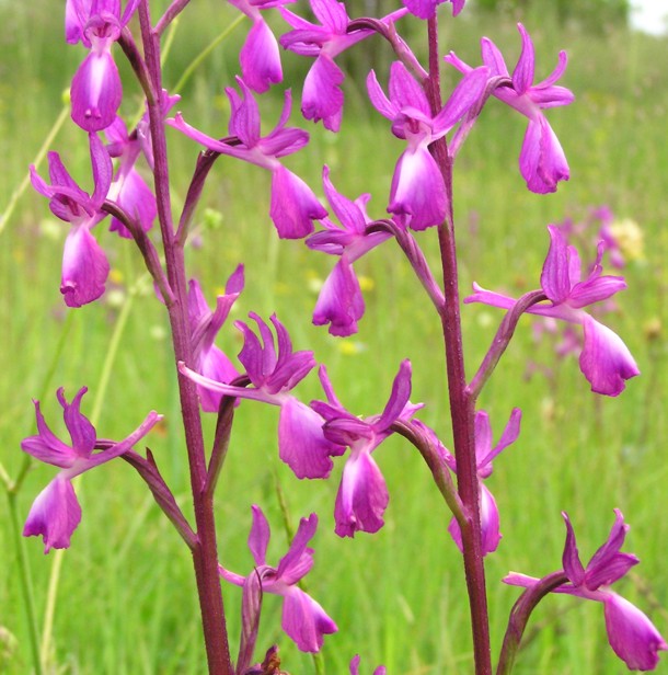 orchis laxiflora