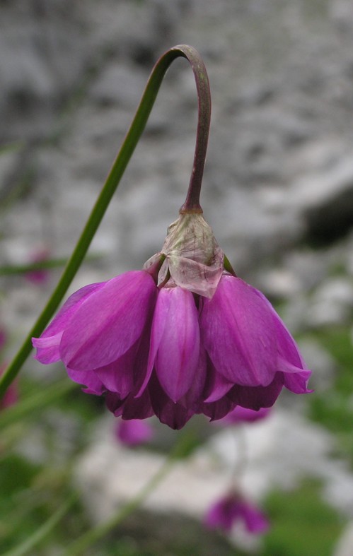 Allium narcissiflorum / Aglio a fiore di narciso