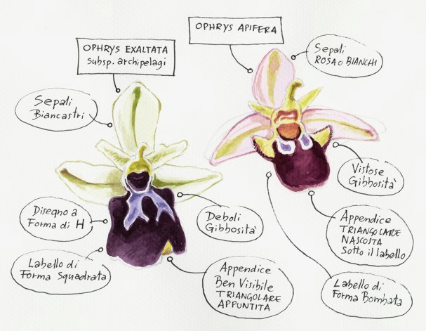 Plathanthera chlorantha  &  .......