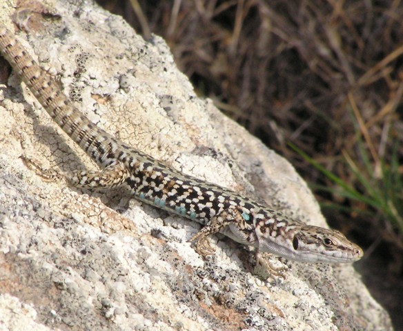 Podarcis siculus ssp.caporiaccoi