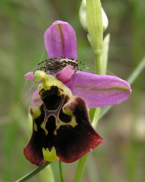 ophrys fuciflora -variabilit cromatica