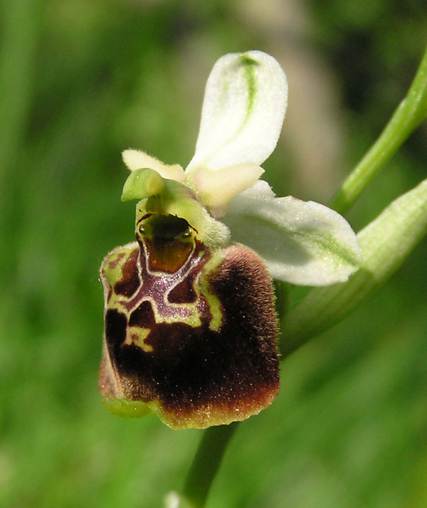 ophrys fuciflora -variabilit cromatica