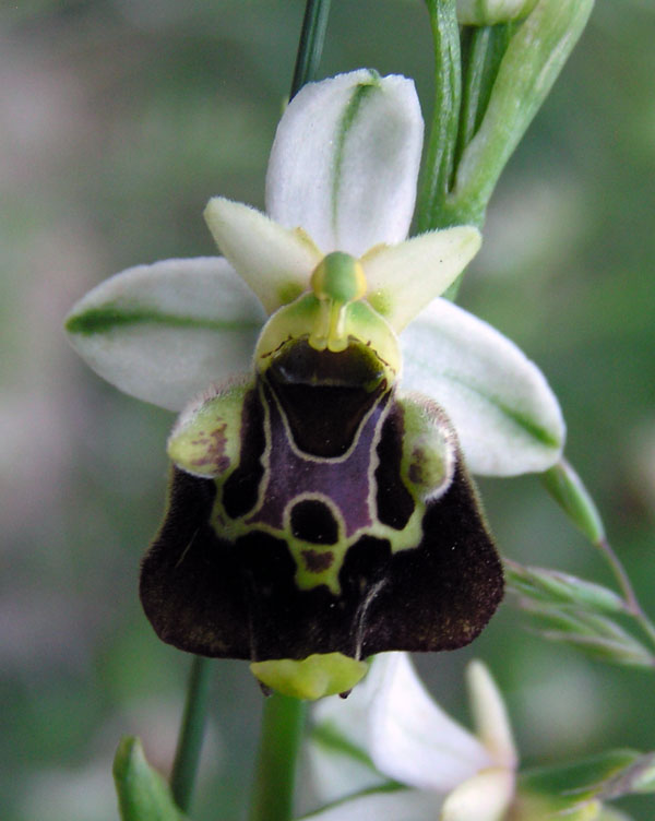 ophrys fuciflora -variabilit cromatica