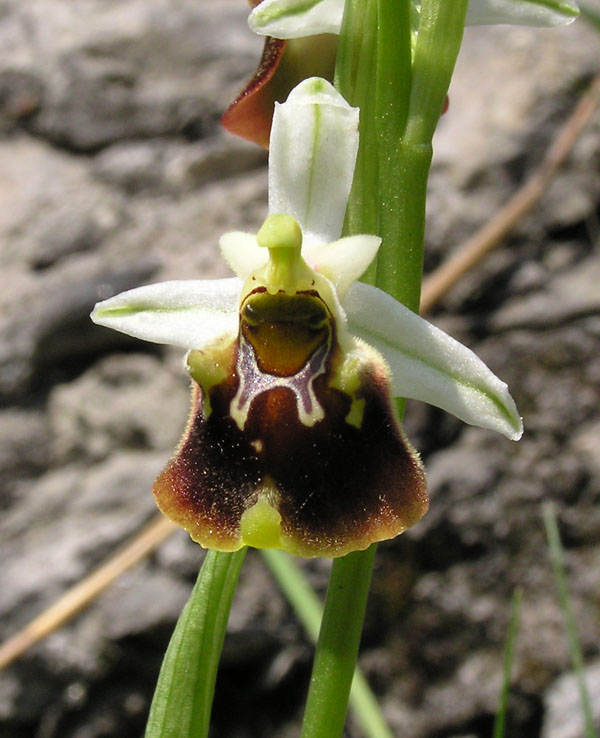 ophrys fuciflora -variabilit cromatica