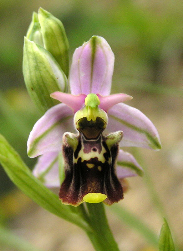 ophrys fuciflora -variabilit cromatica