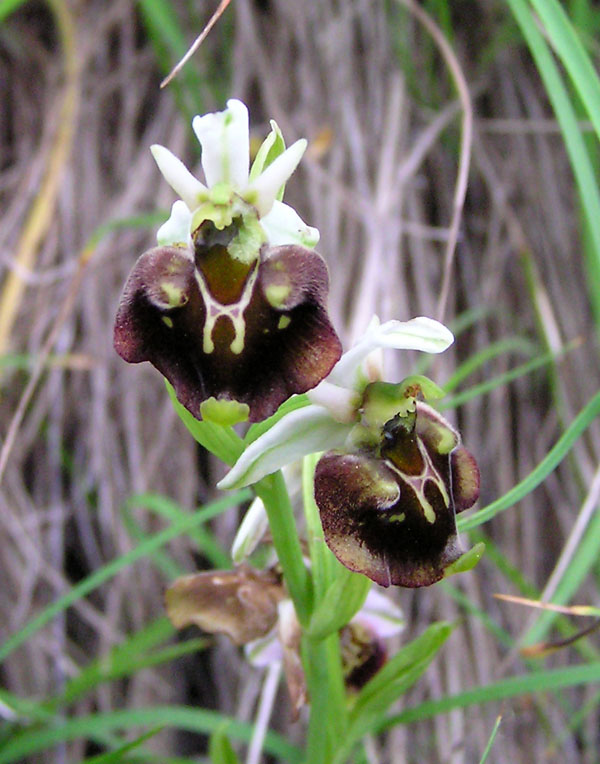 ophrys fuciflora -variabilit cromatica