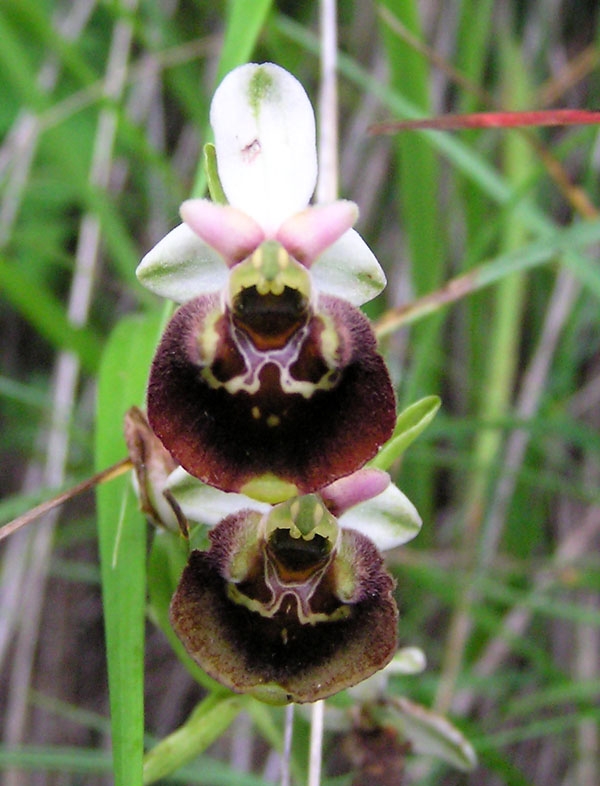 ophrys fuciflora -variabilit cromatica