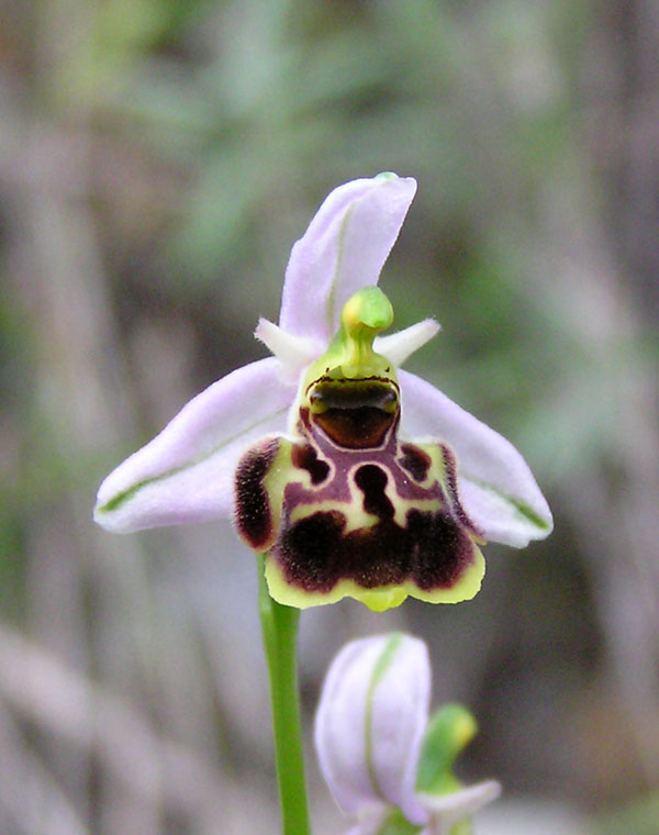 ophrys fuciflora -variabilit cromatica