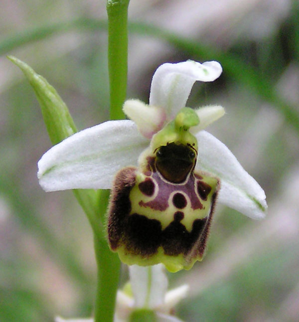 ophrys fuciflora -variabilit cromatica