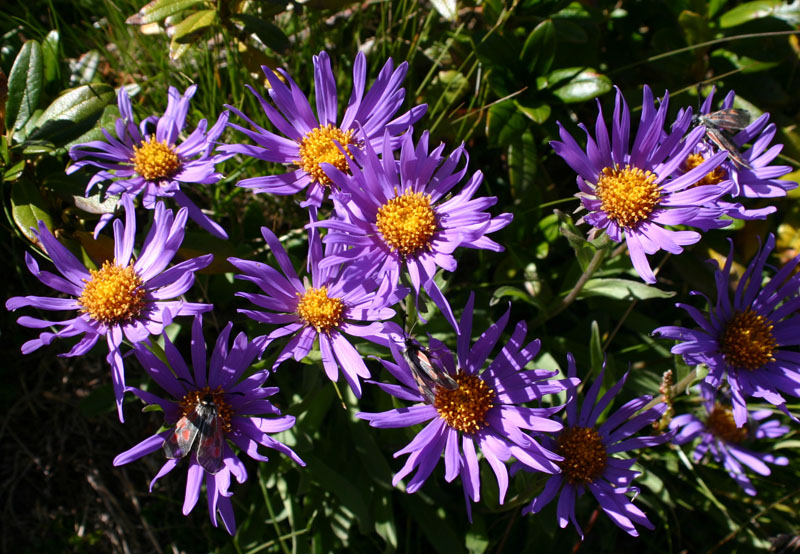 Aster alpinus / Astro alpino