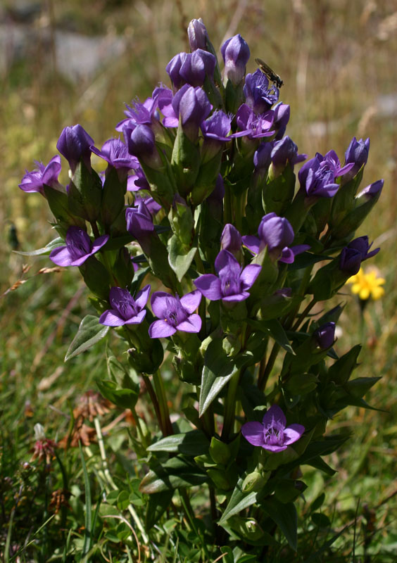 Gentiana campestris