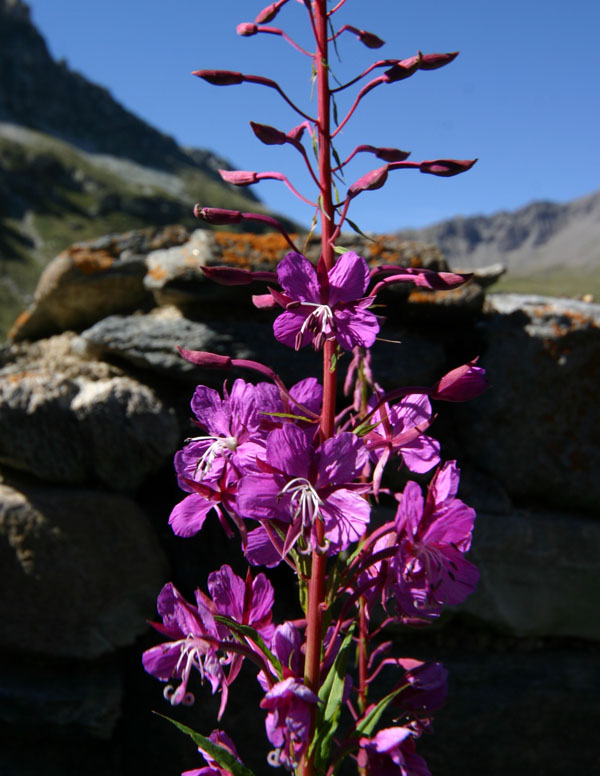 Chamaenerion angustifolium (ex Epilobium angustifolium) / Garofanino maggiore