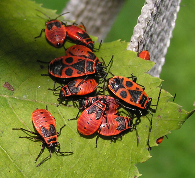 Pyrrhocoris apterus