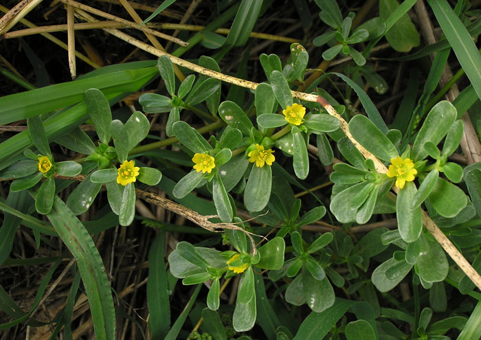 Portulaca oleracea - erba porcellana