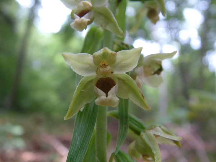 Orchis palustris, Epipactis muelleri , Epipactis helleborine