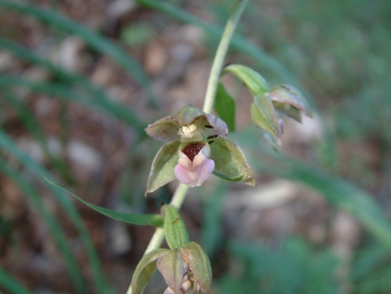 Orchis palustris, Epipactis muelleri , Epipactis helleborine