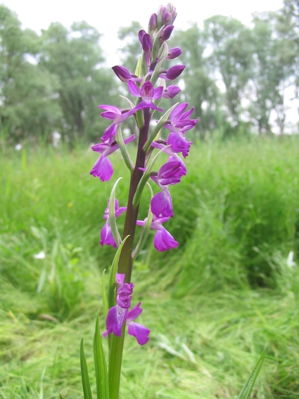 Orchis palustris, Epipactis muelleri , Epipactis helleborine