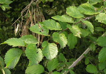 Ulmus minor / Olmo comune o campestre