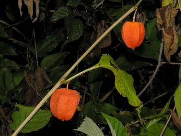 Physalis alkekengi