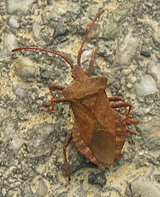 Coreus marginatus