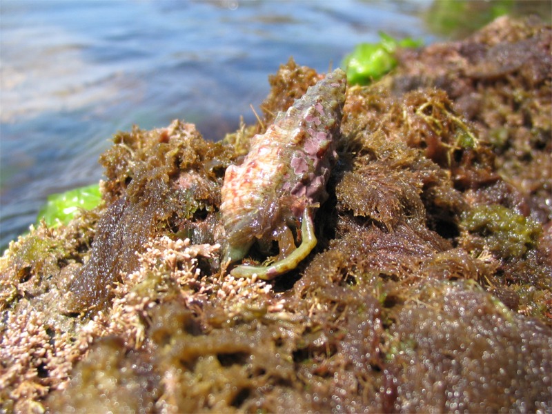 Cerithium vulgatum