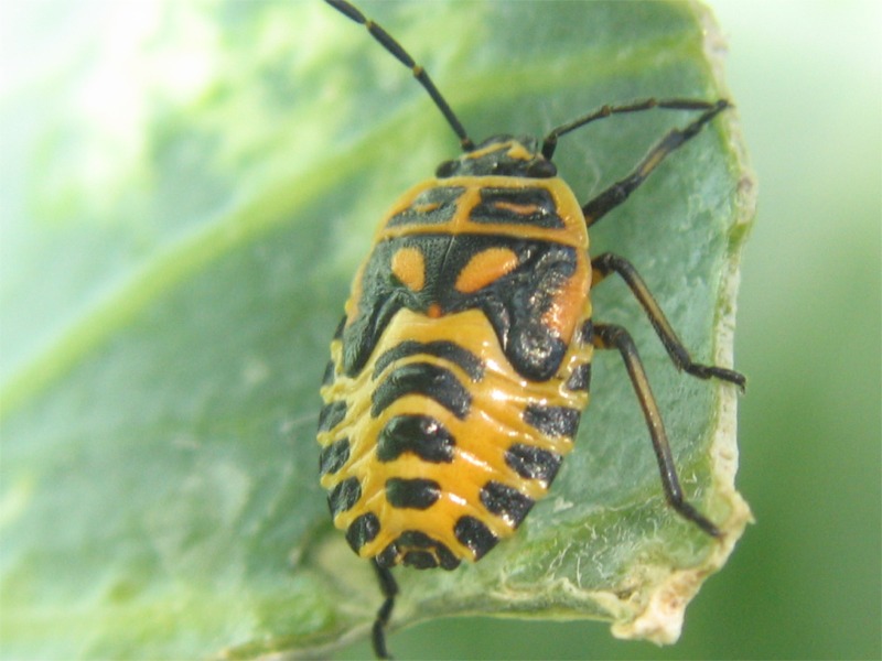 Eurydema ventrale