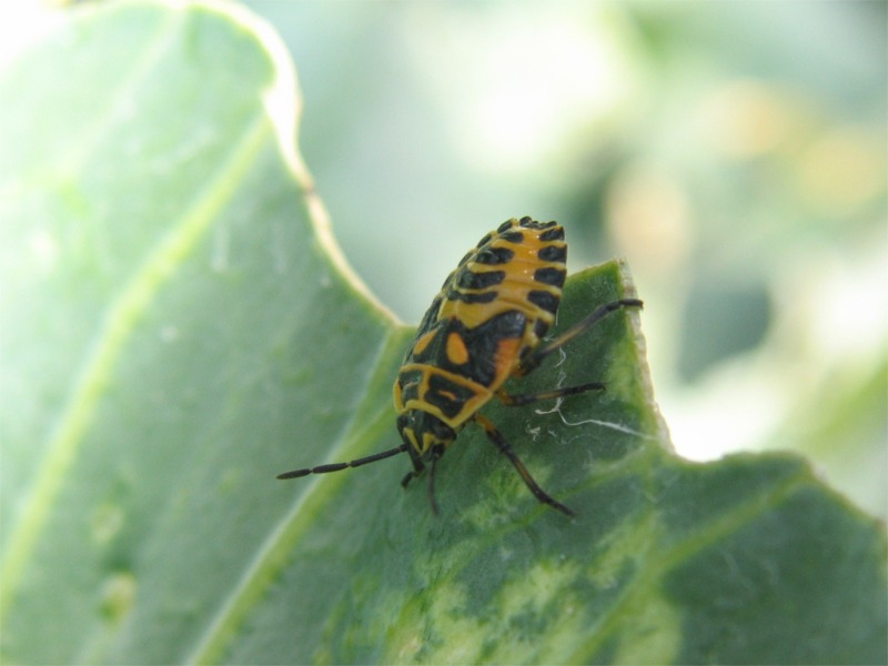 Eurydema ventrale