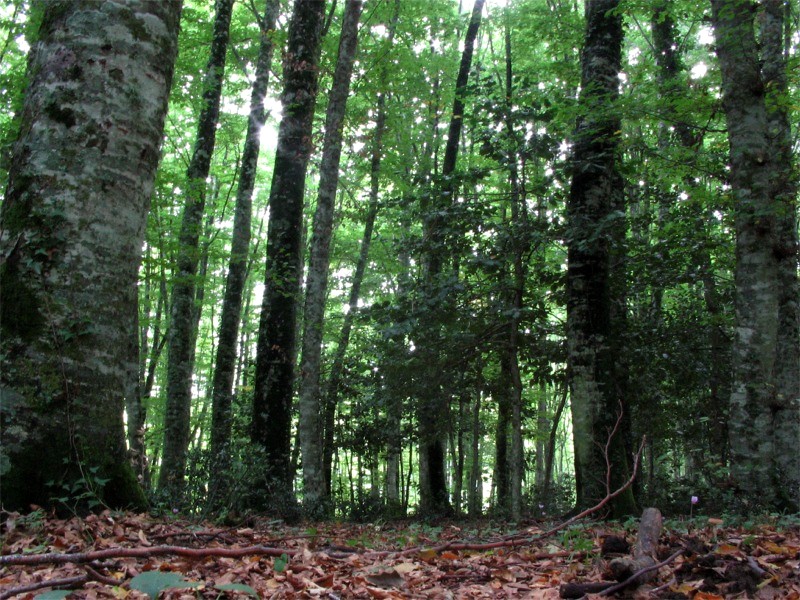 La foresta umbra - Parco Nazionale del Gargano