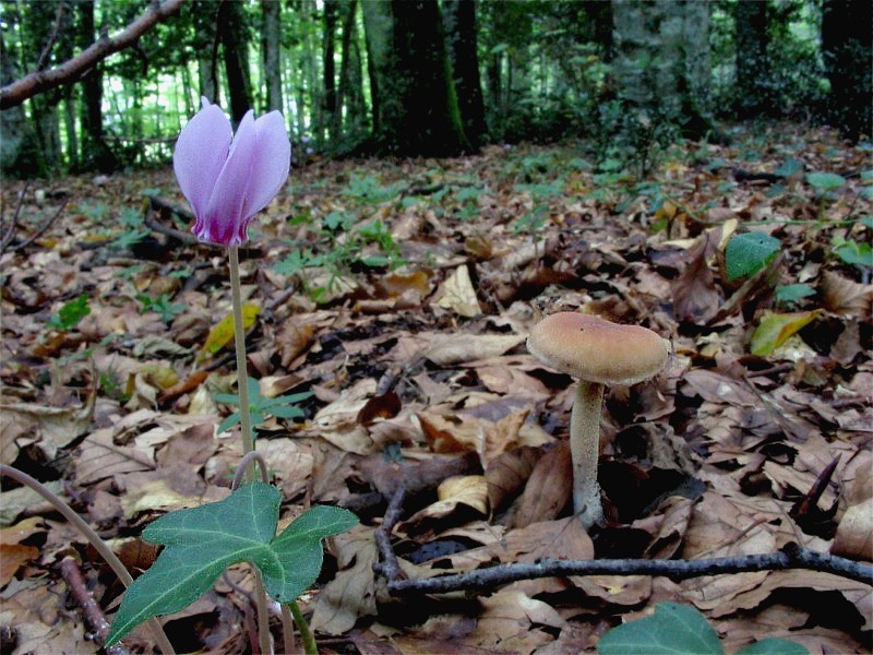 La foresta umbra - Parco Nazionale del Gargano