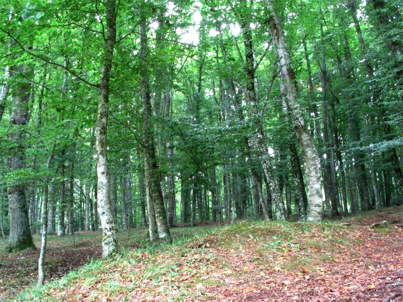 La foresta umbra - Parco Nazionale del Gargano