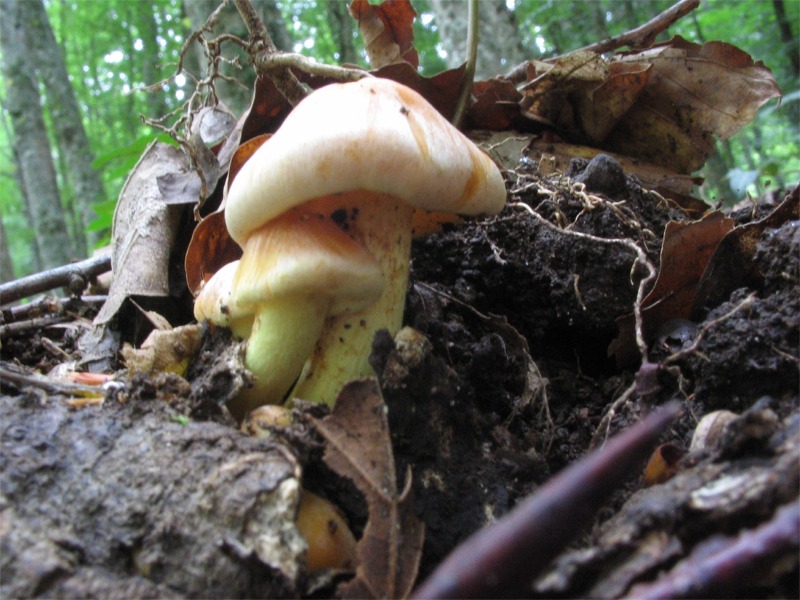 La foresta umbra - Parco Nazionale del Gargano