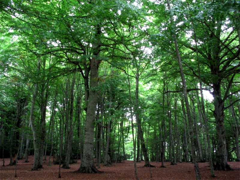 La foresta umbra - Parco Nazionale del Gargano