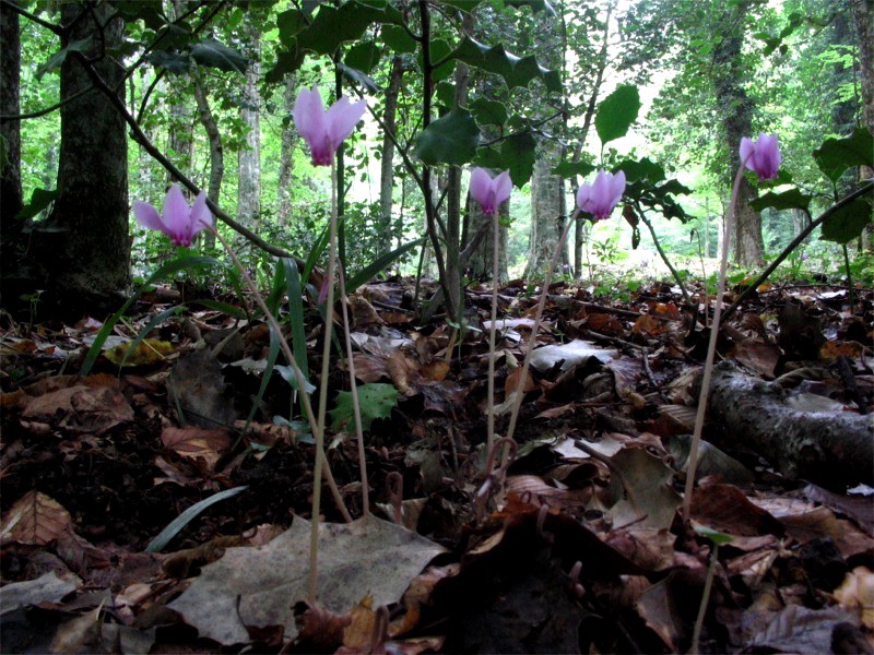 La foresta umbra - Parco Nazionale del Gargano