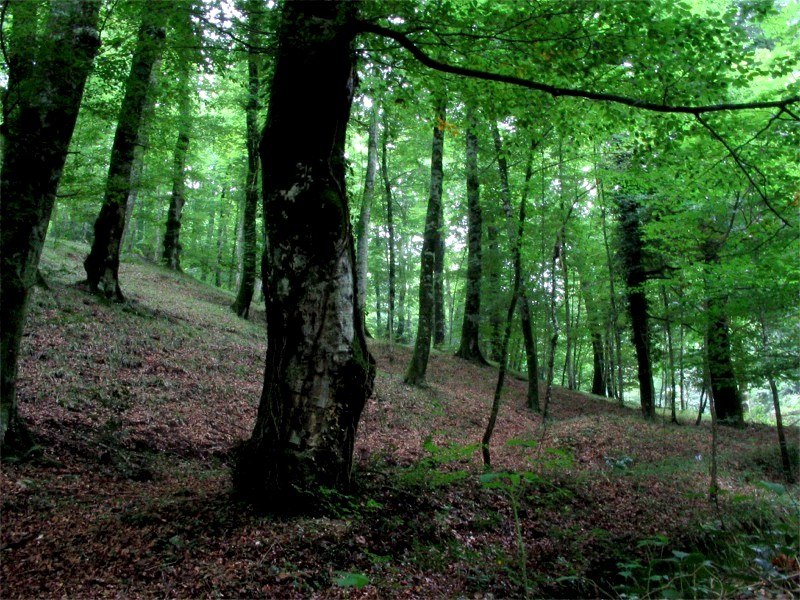 La foresta umbra - Parco Nazionale del Gargano