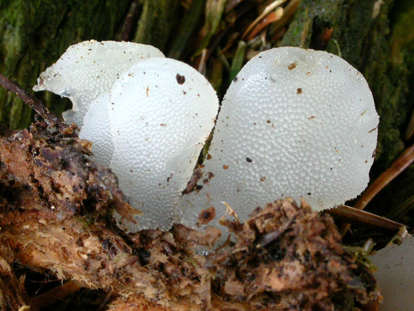 Pseudohydnum gelatinosum