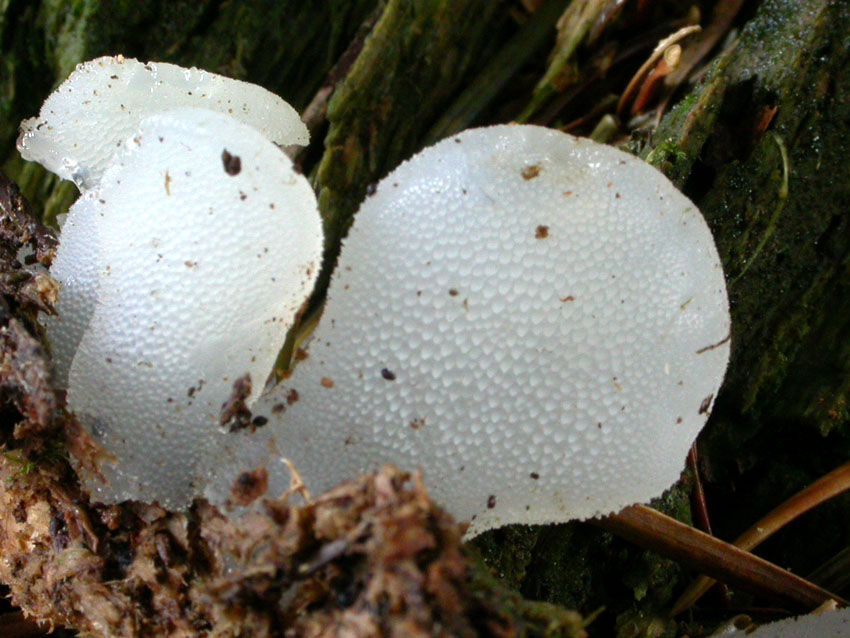 Pseudohydnum gelatinosum