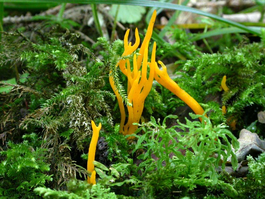 Calocera viscosa? (Clavulinopsis corniculata)