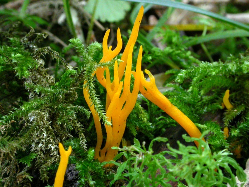 Calocera viscosa? (Clavulinopsis corniculata)