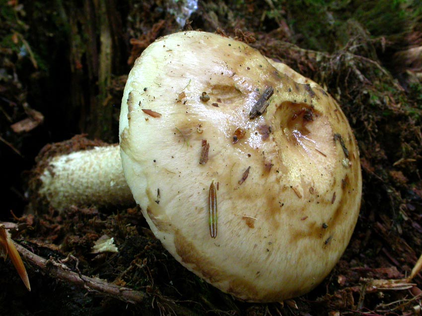 Hebeloma radicosum