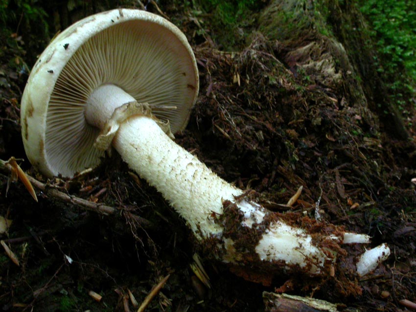 Hebeloma radicosum