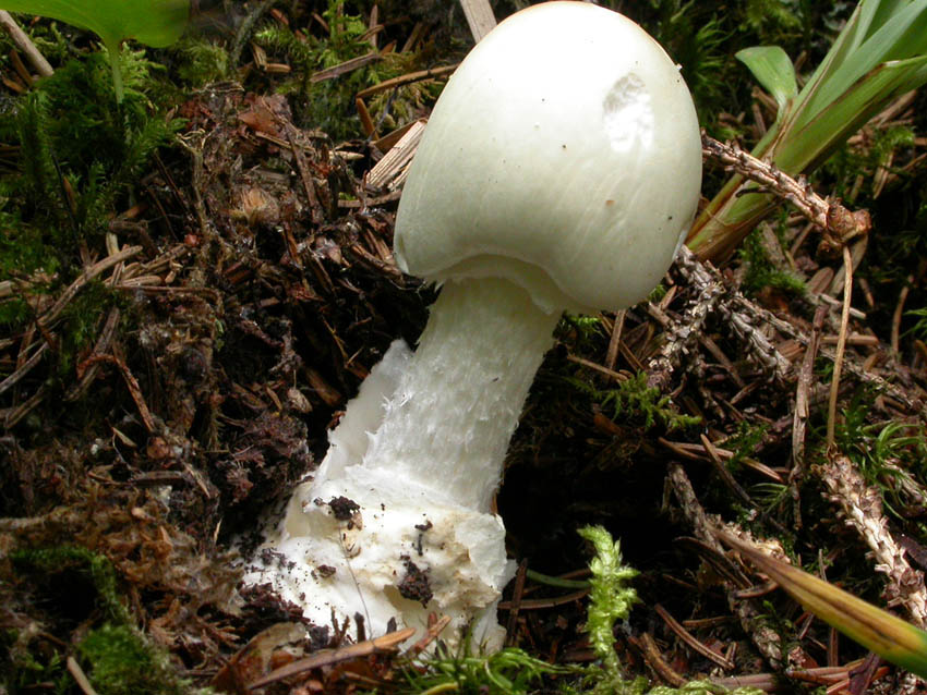 Amanita virosa (Lamark) Bertillon