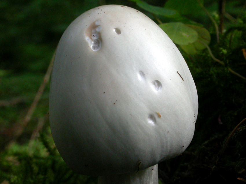 Amanita virosa (Lamark) Bertillon