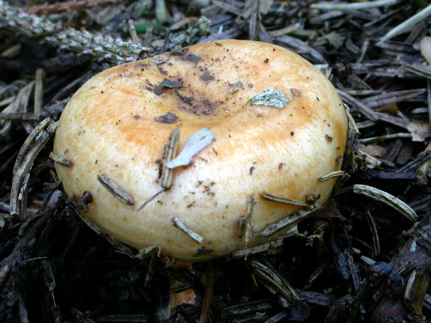 Russulaceae