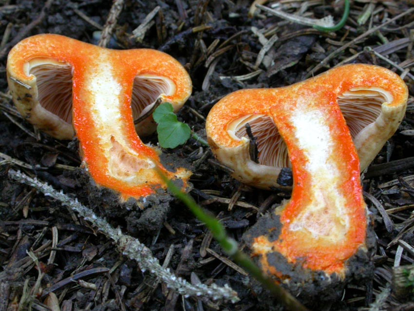 Russulaceae