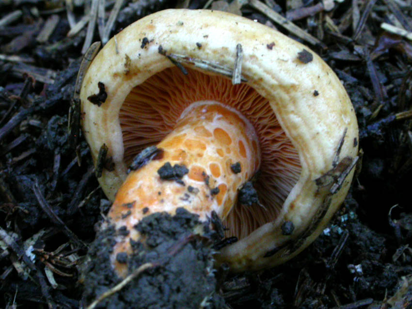 Russulaceae