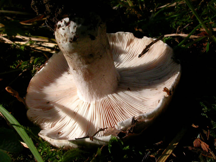 Russulaceae