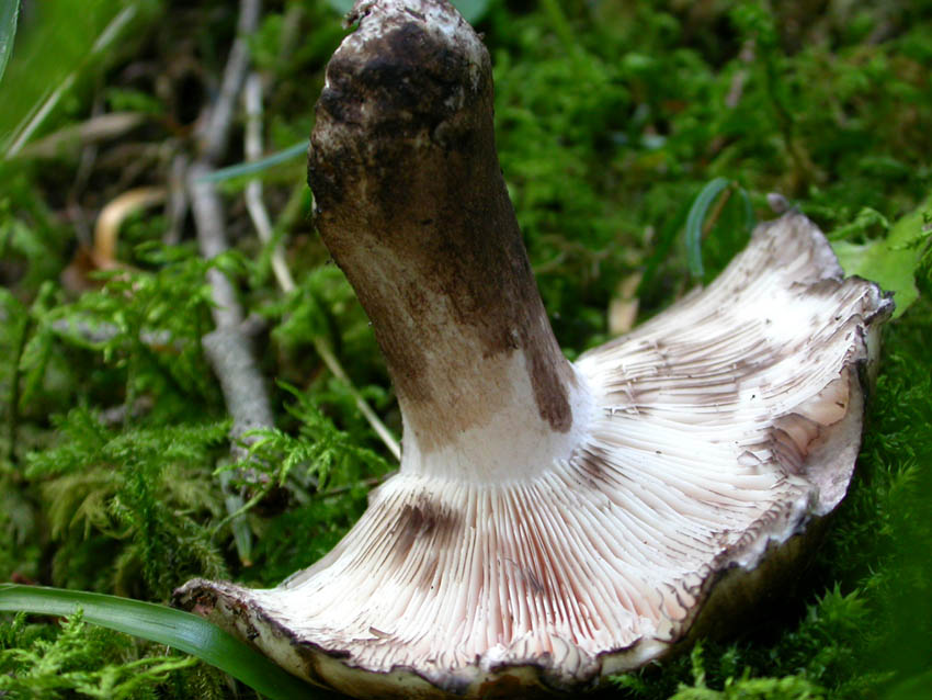 Russulaceae