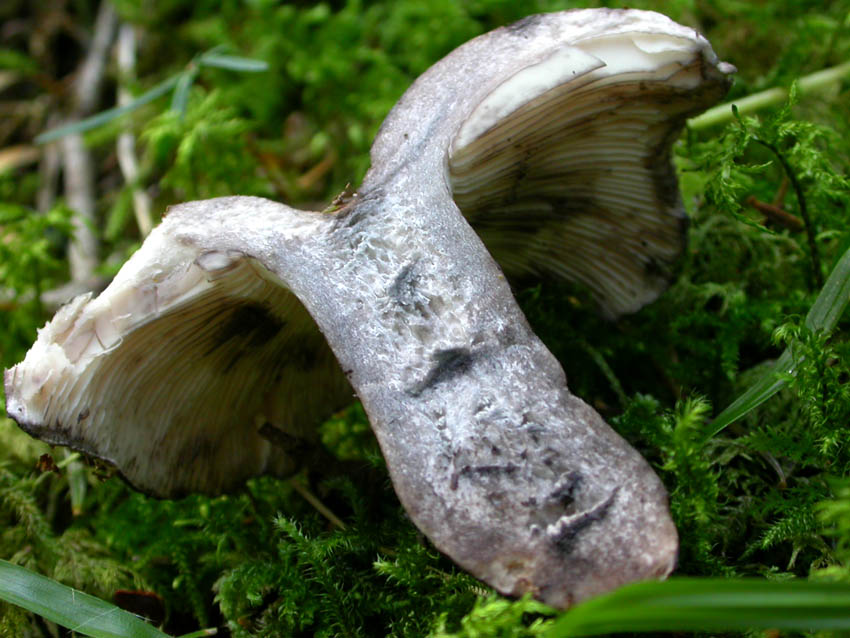 Russulaceae