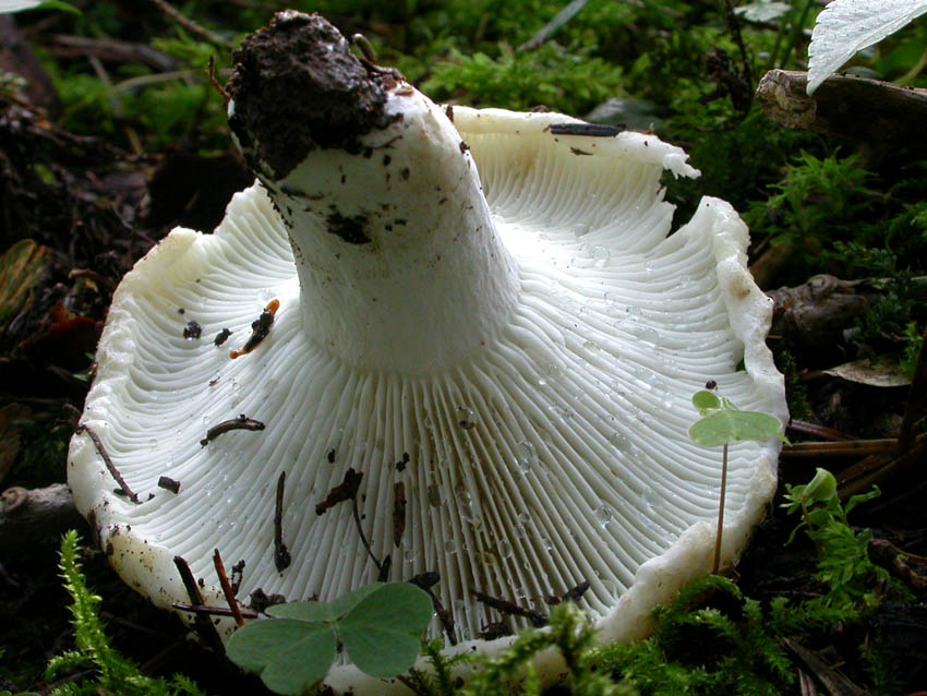 Russulaceae